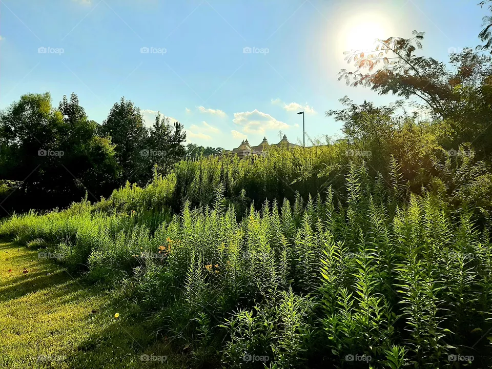 Afternoon shadows
