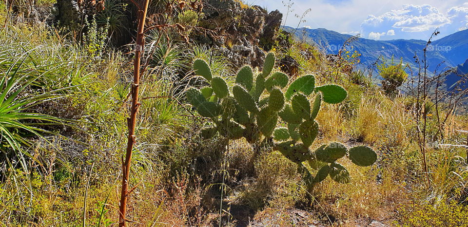 cactus tree world's Pérou