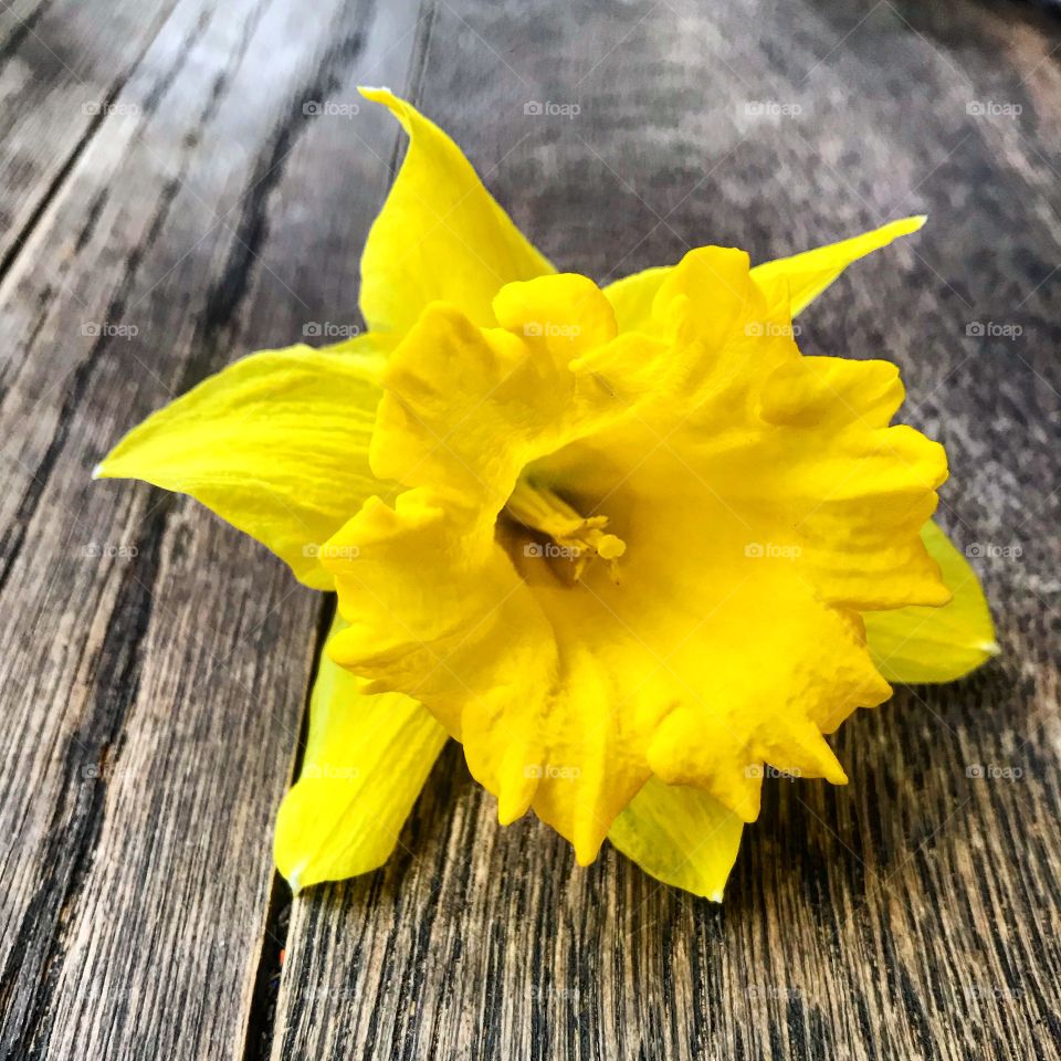 Yellow flowera