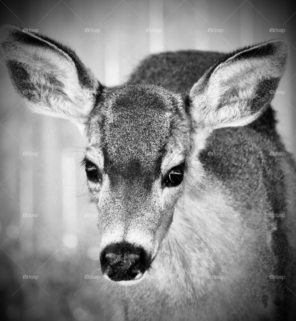 Young deer walks through a rural neighborhood 