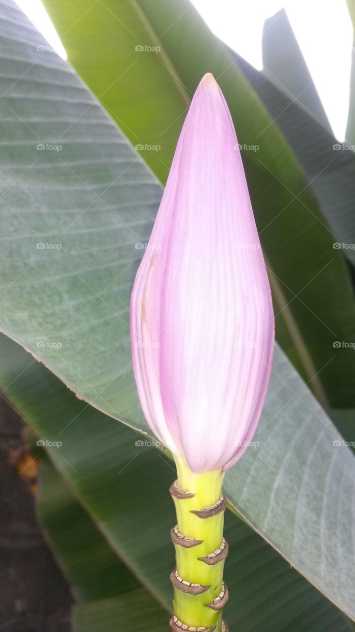 Flowering Banana