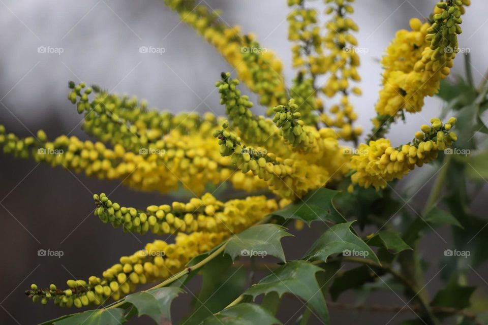 Yellow flowers in January 