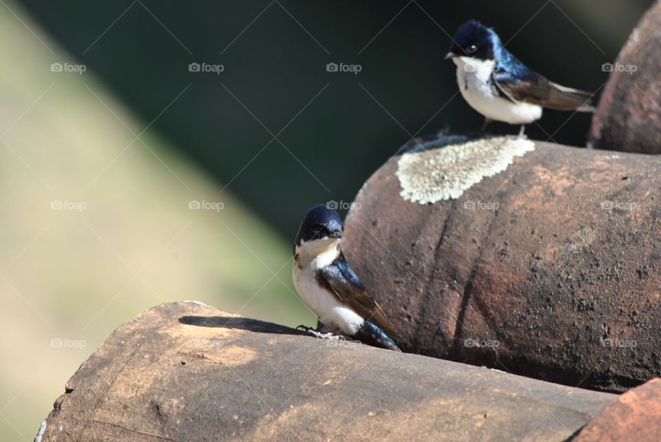 charming with feathers
