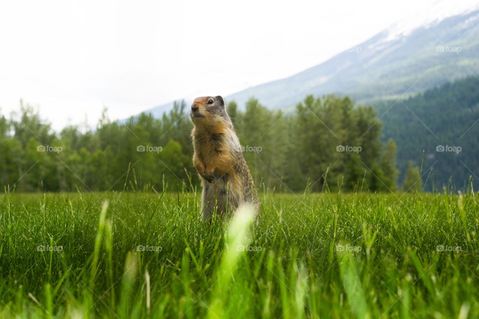 Prairie dog foreground Canada's Rocky Mountains blurred background 