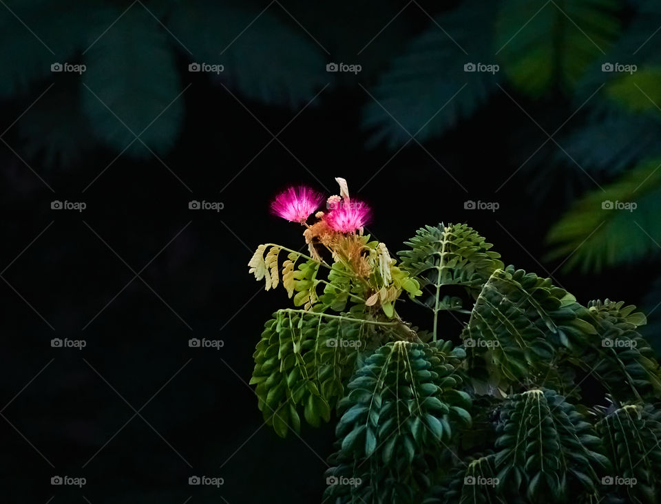 Persian silk tree - focused