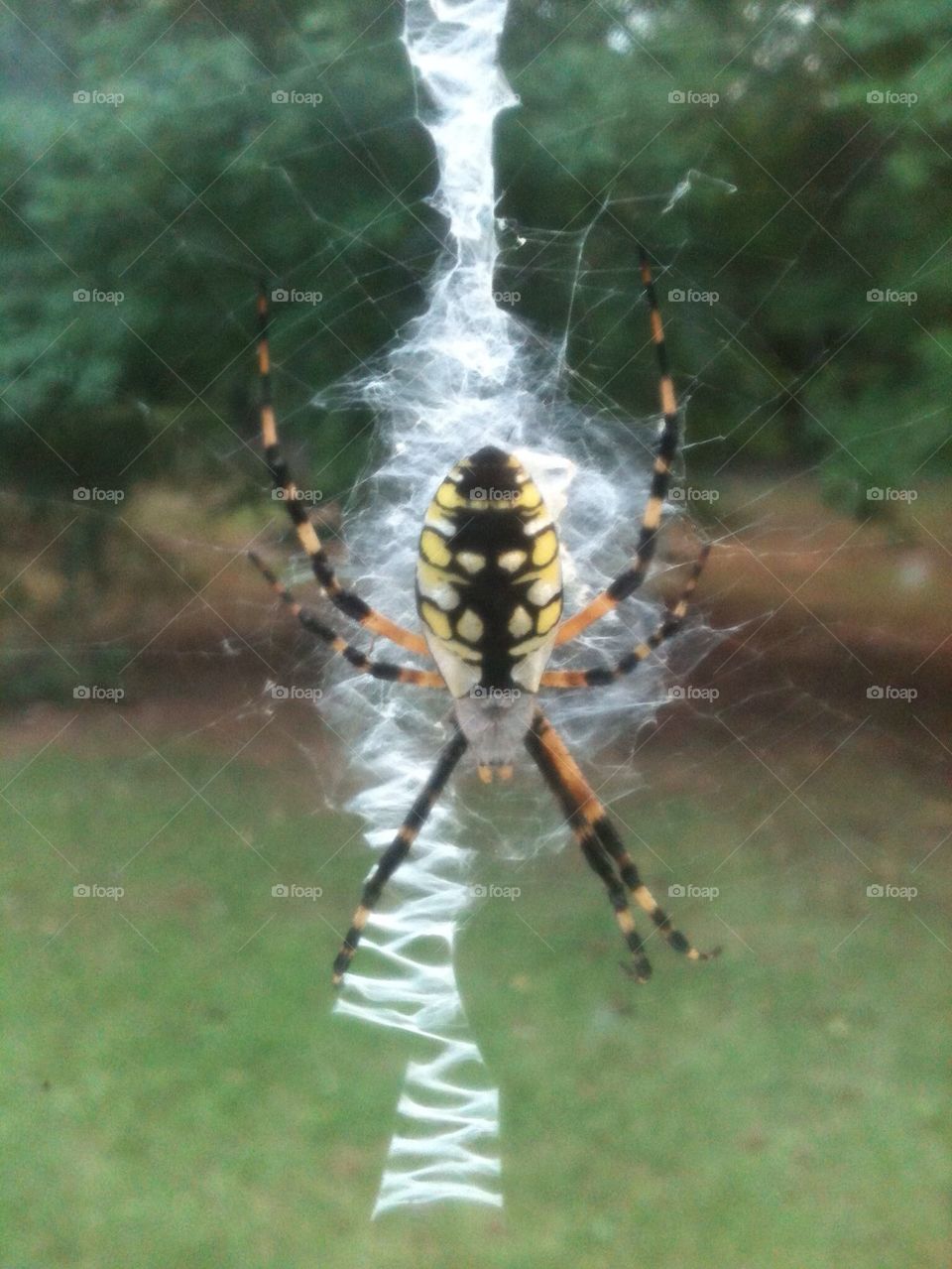 Golden Garden Spider