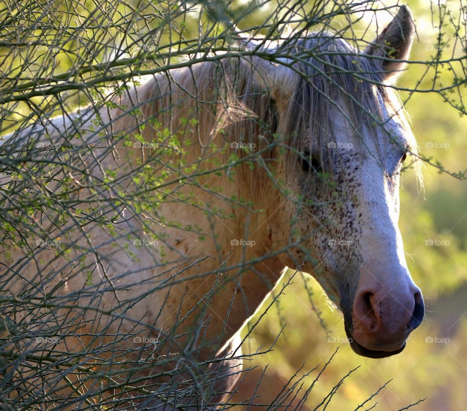 Wild Horses Behind the Brush
