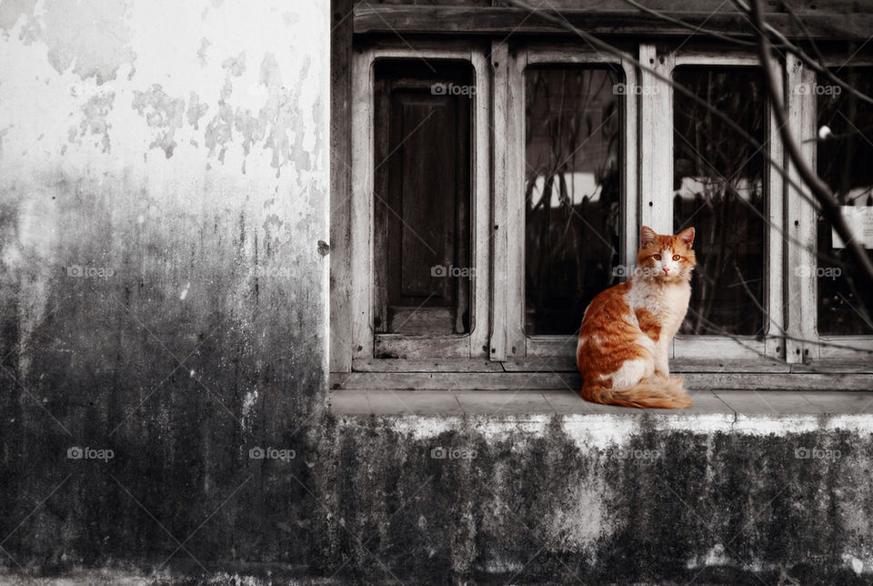 Domestic cat sitting on window