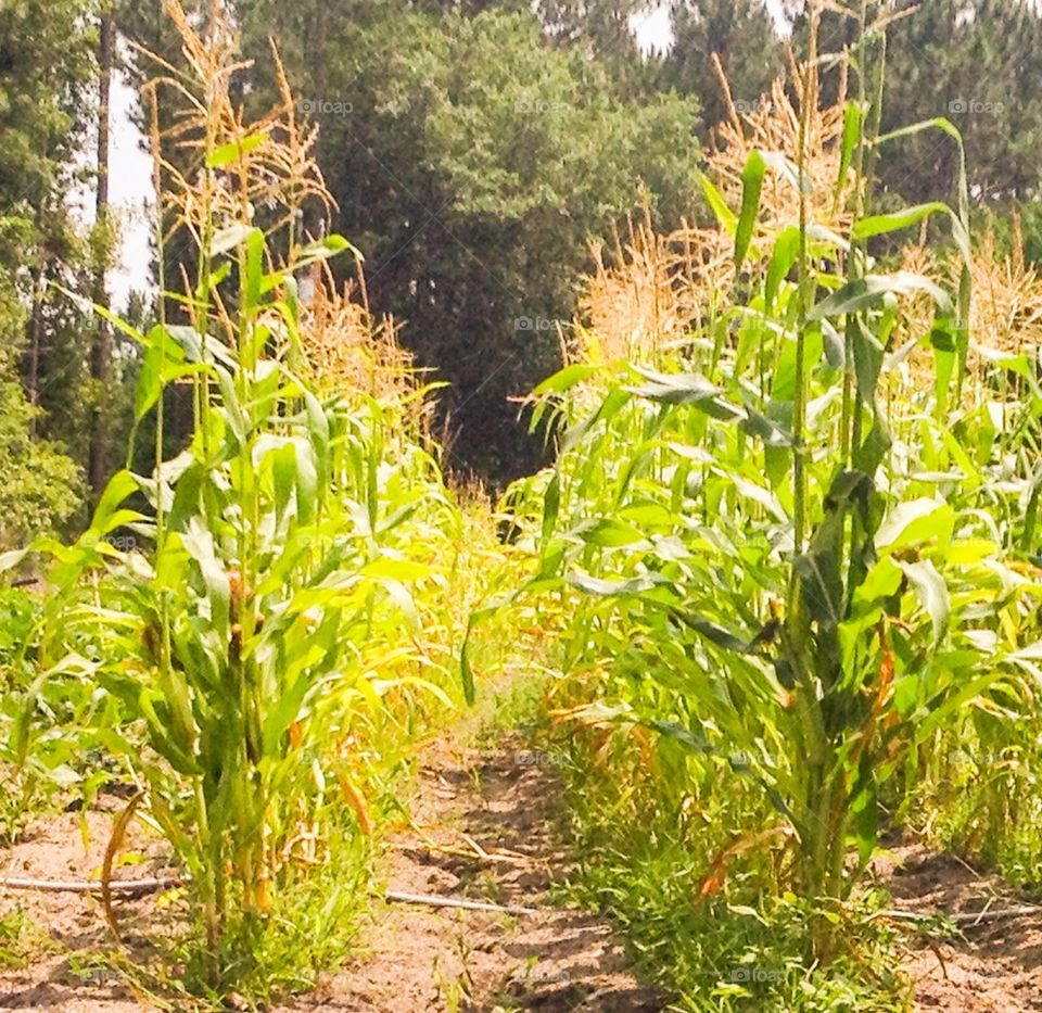 Corn stalks 