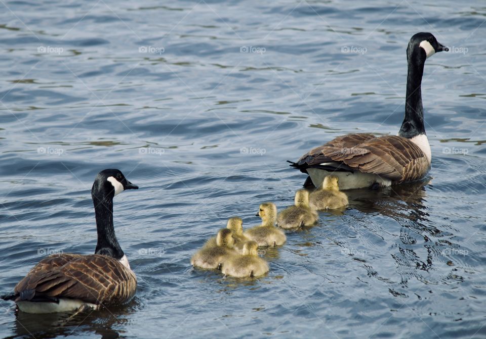 The Goose Family 