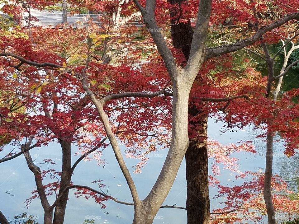 Japanese Gardens at Fort Worth botanical