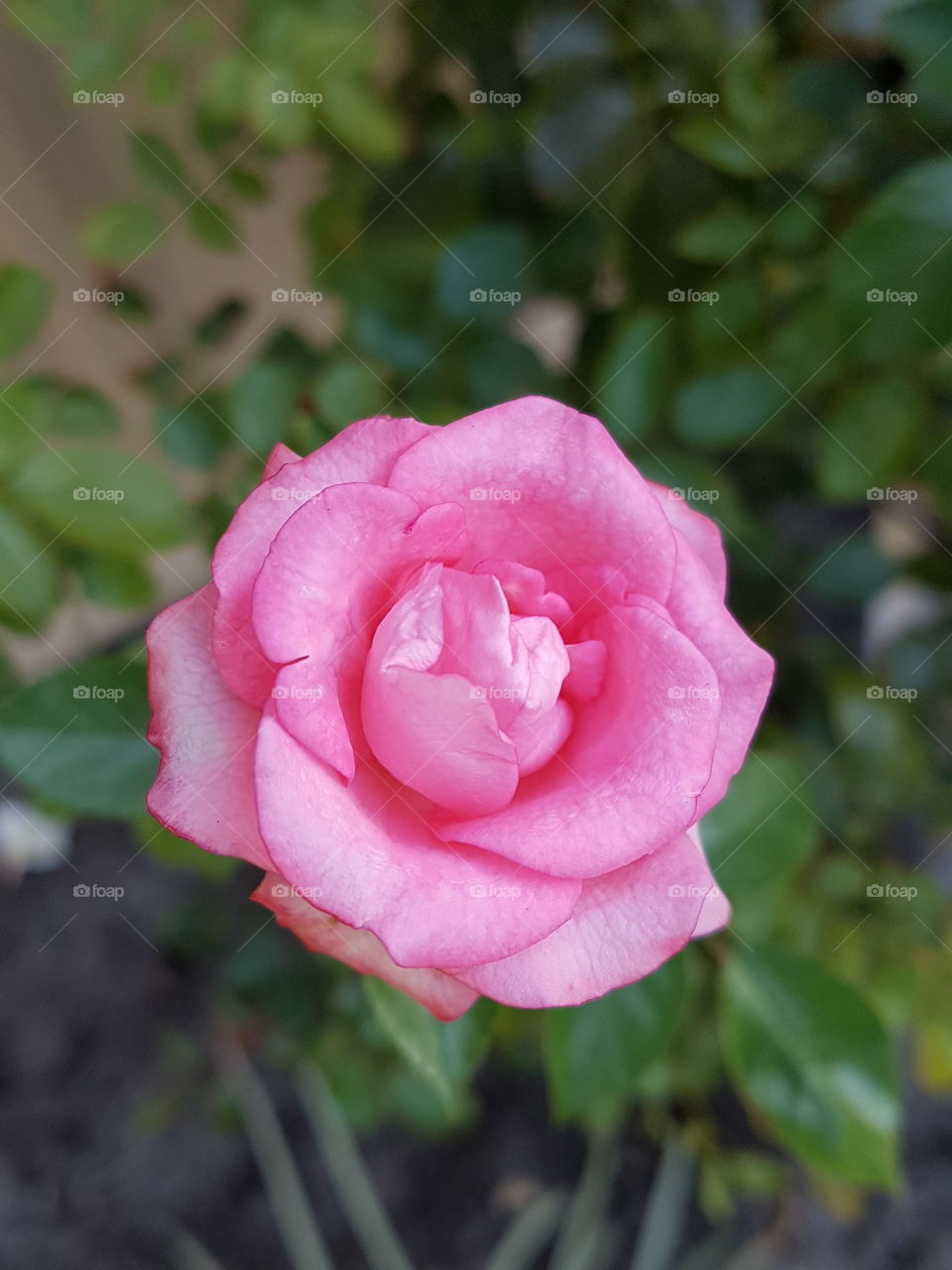pink rose