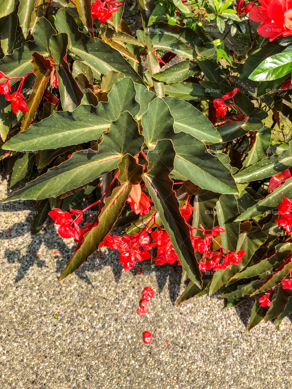 Begonias