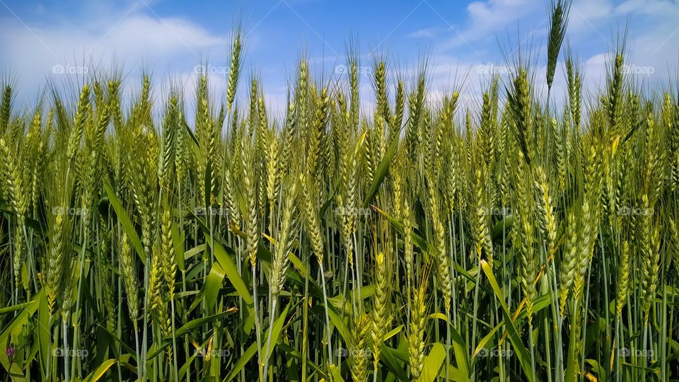 Bright green wheat field in late spring with blue and white sky