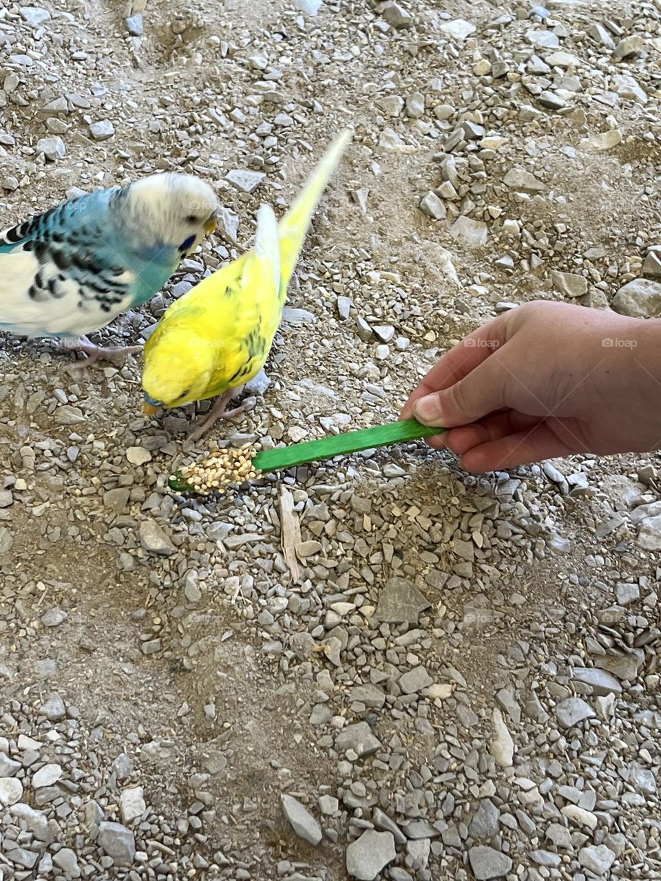 Parakeets and a popsicle stick