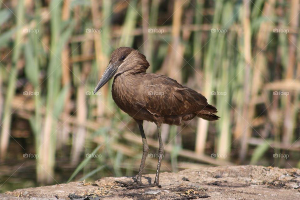 hamerkop