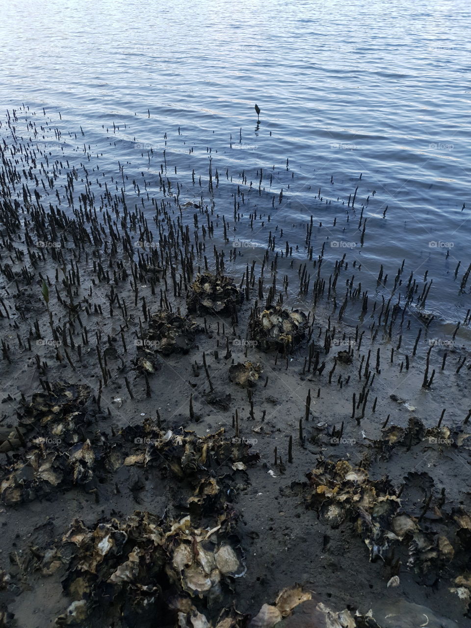 Low tide in the mud flats