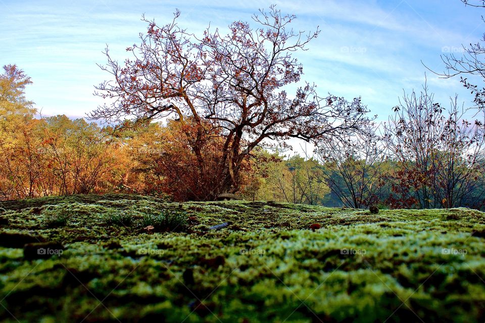 Colorful Morning Walk in a Forest 