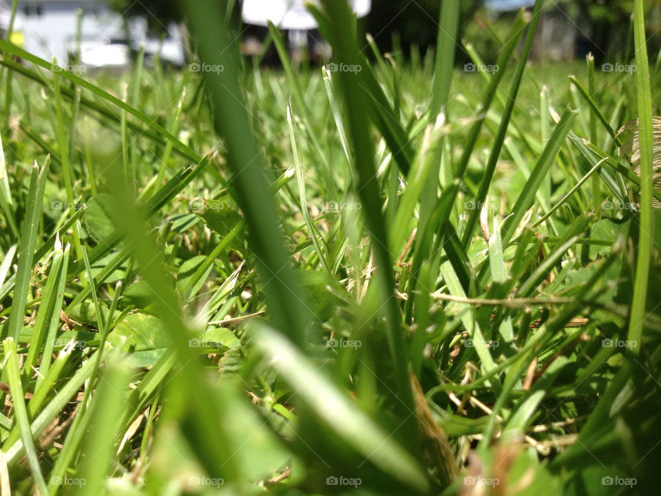 china grass fresh long by walbam