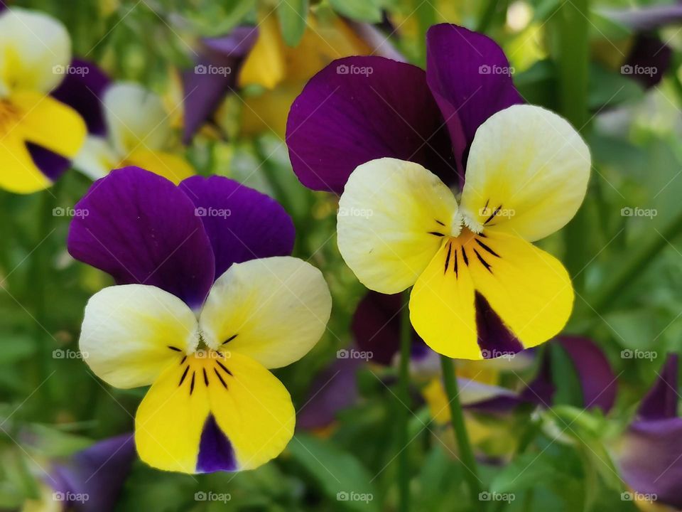 Pansy