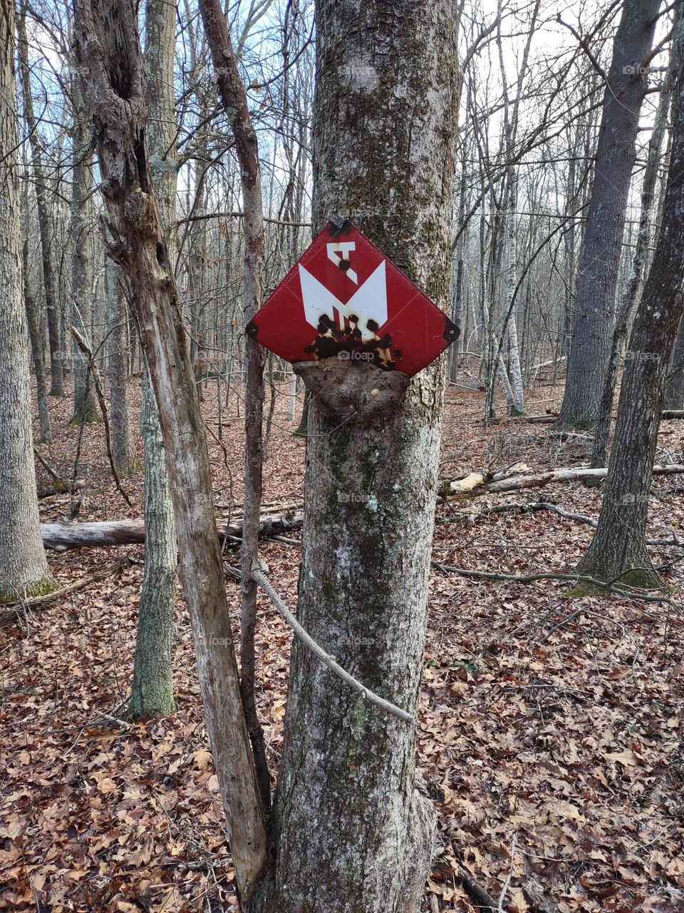 Tree growing over rusty sign