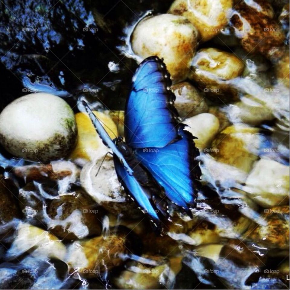 Butterfly in water