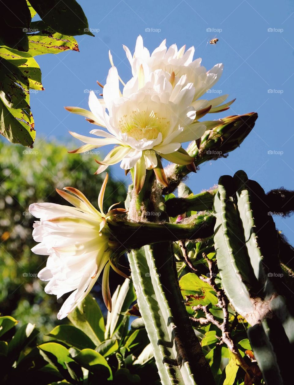 cactus  blossom