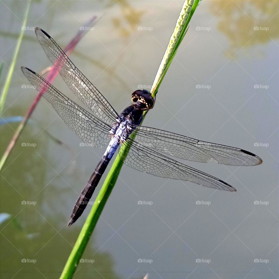 Black dragonfly with blue black tail.