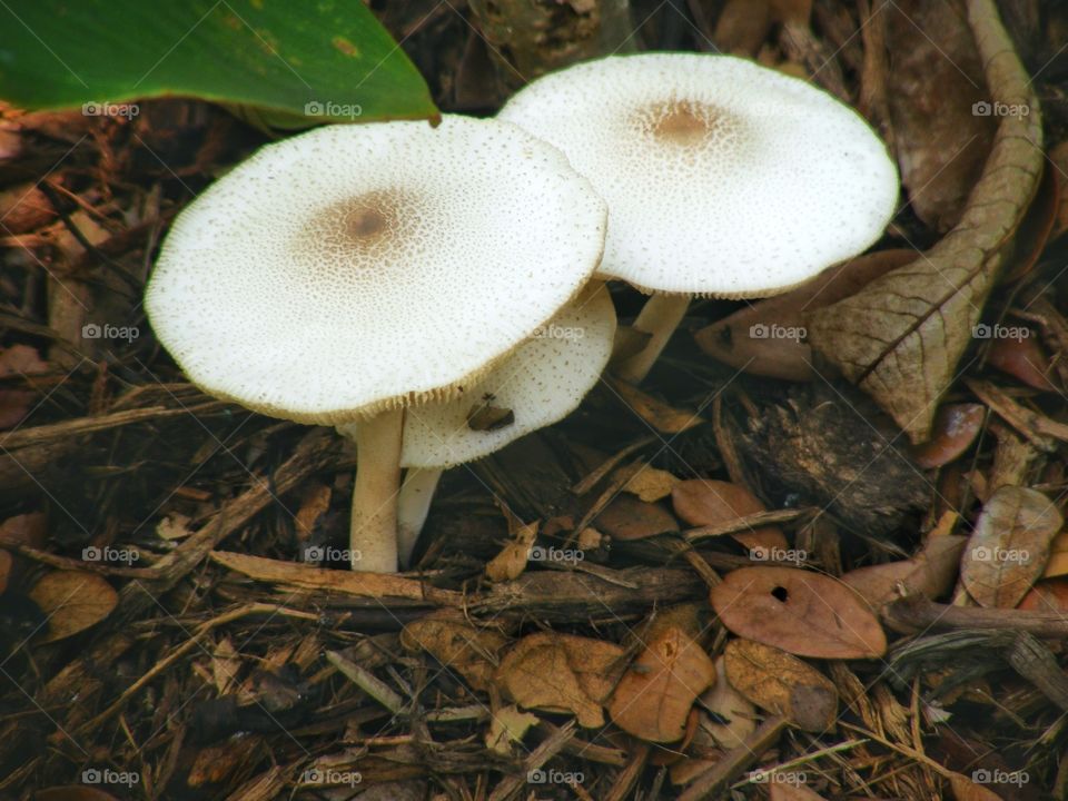 Mushrooms/Fungus : Leucoagaricus