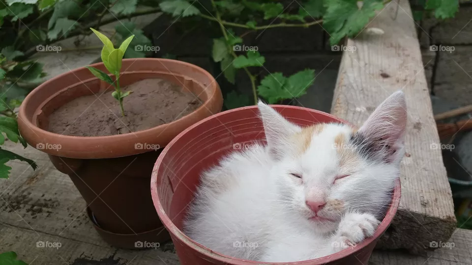 Sleeping cat.