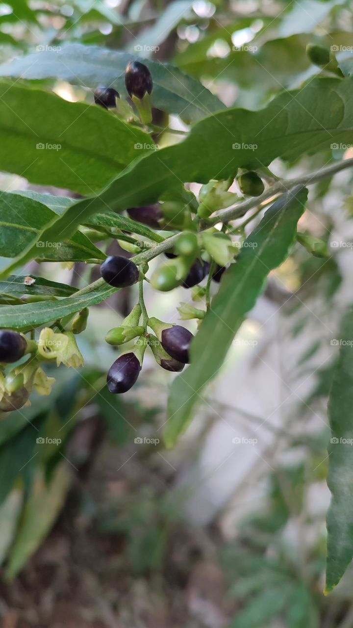 Green cestrum