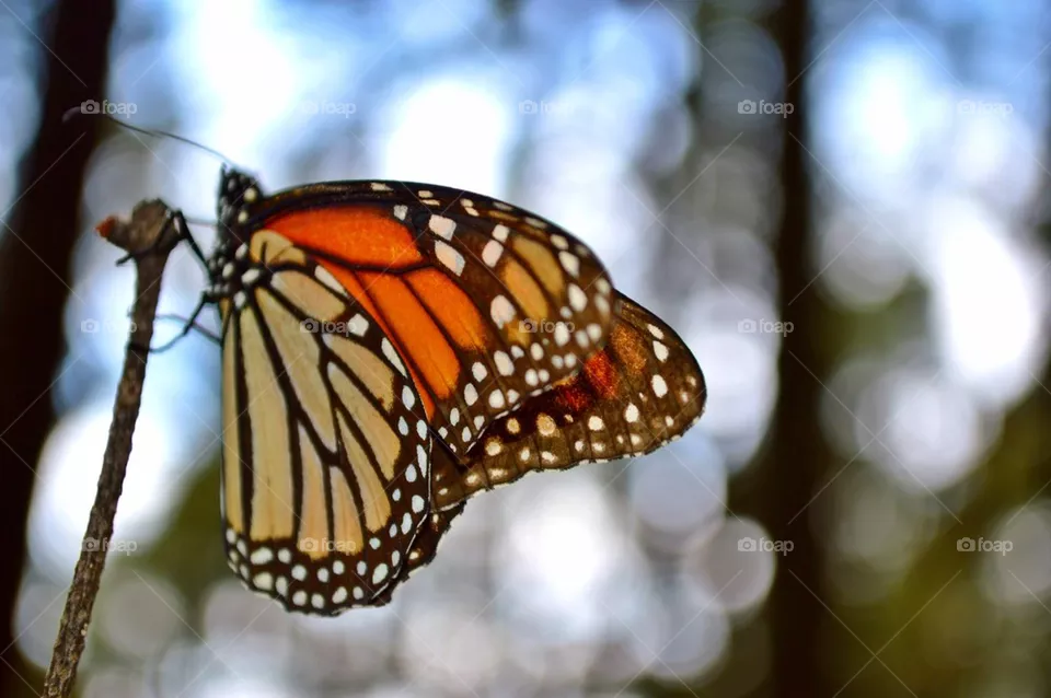 Monarch 