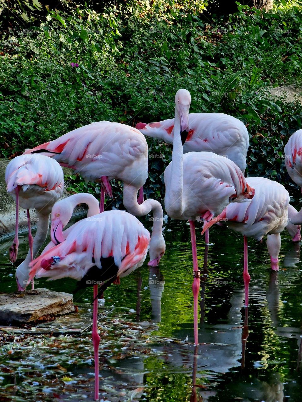 flamingo birds
