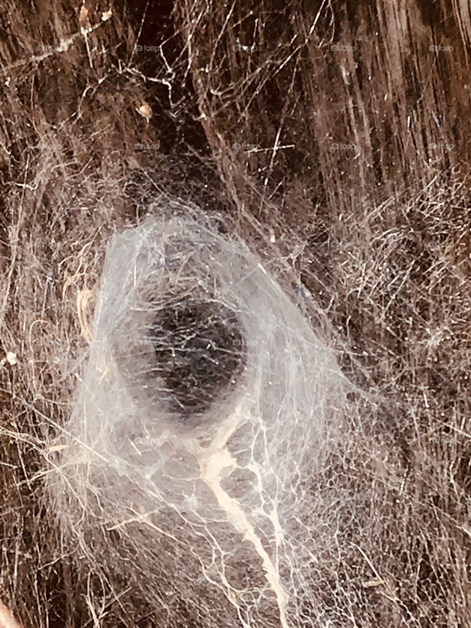 Close up of a spider web tunnel on a cross tie fence post in the South Georgia woods. 