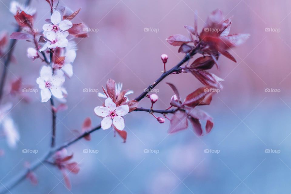 Spring flowers on the tree