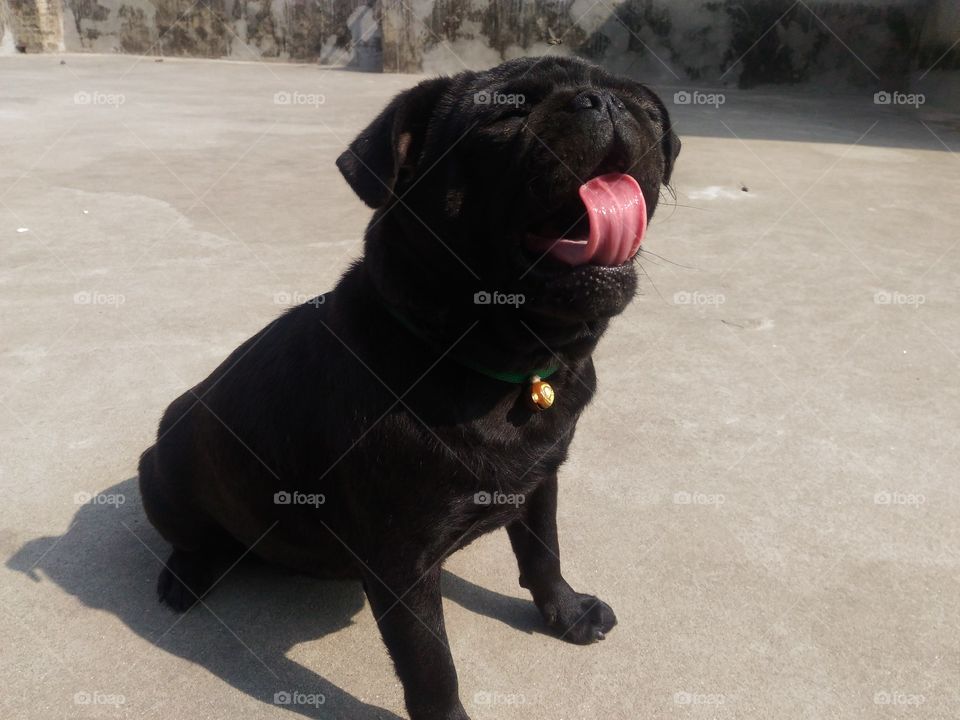 my black puppy dog pose🐕🐕🐕🐶🐶