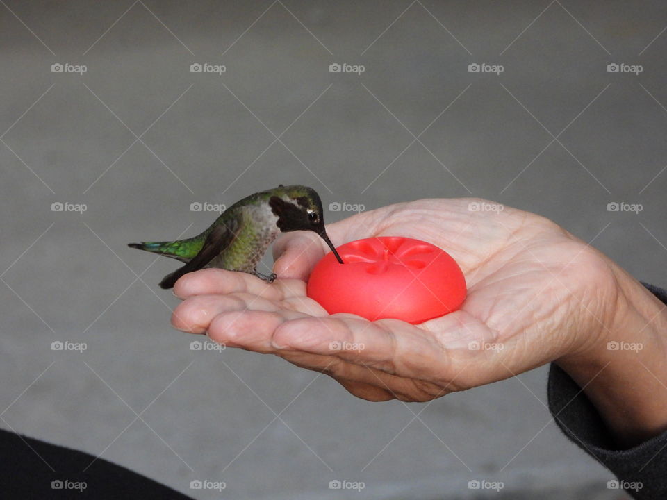 I love feeding the hummingbirds