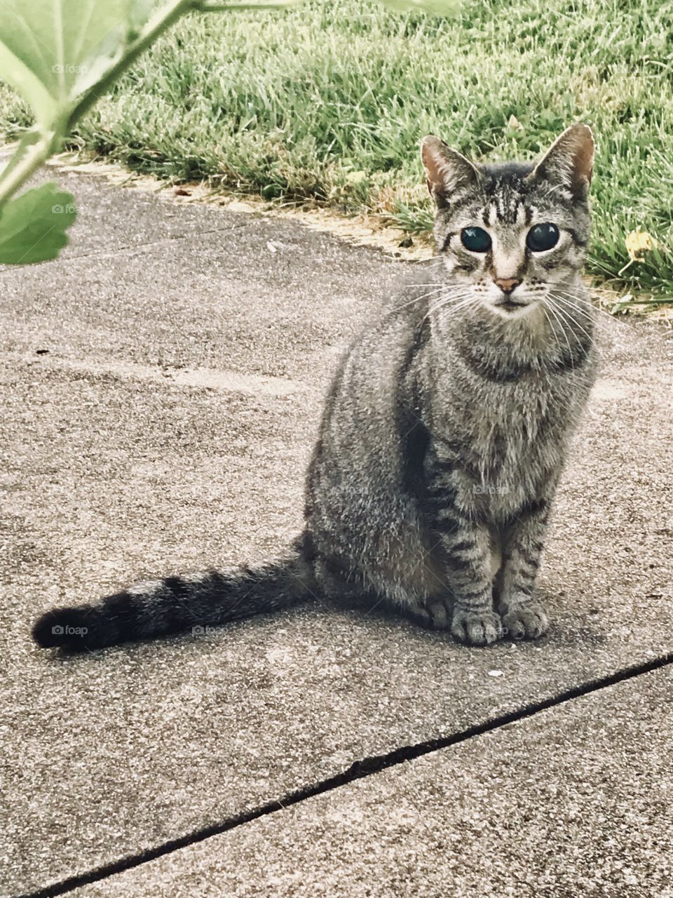 A neighbors cat that was friendly enough to pose for a picture. 