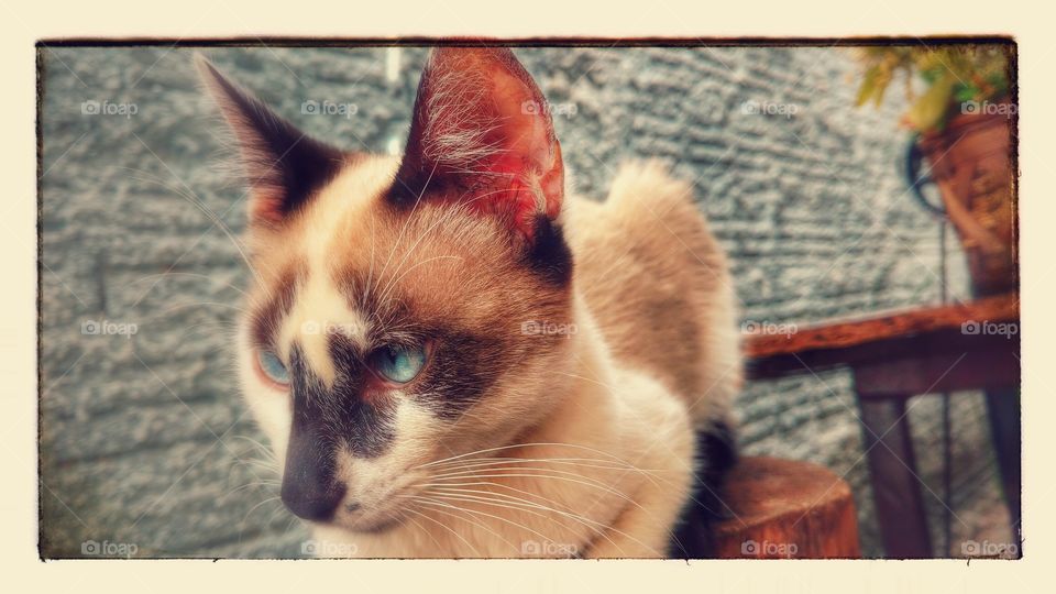 Gato de olhos azuis cristalinos.