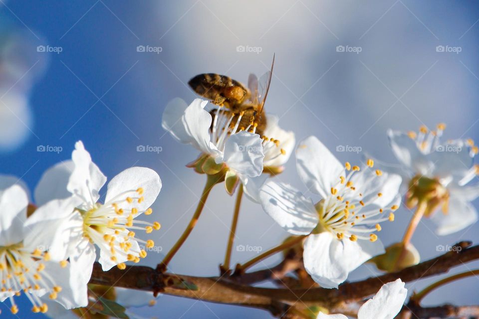 A bee at the spring white flower