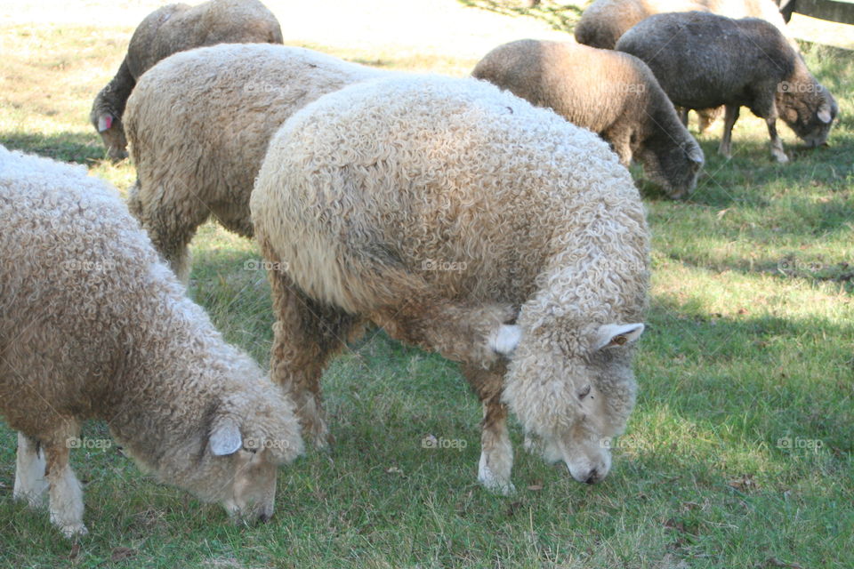 Sheep with an Itch