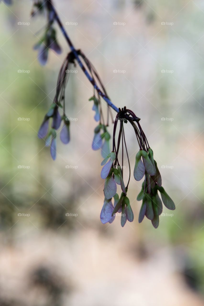 seeds maturing as part of spring.