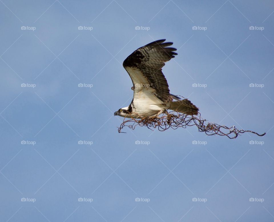 Osprey