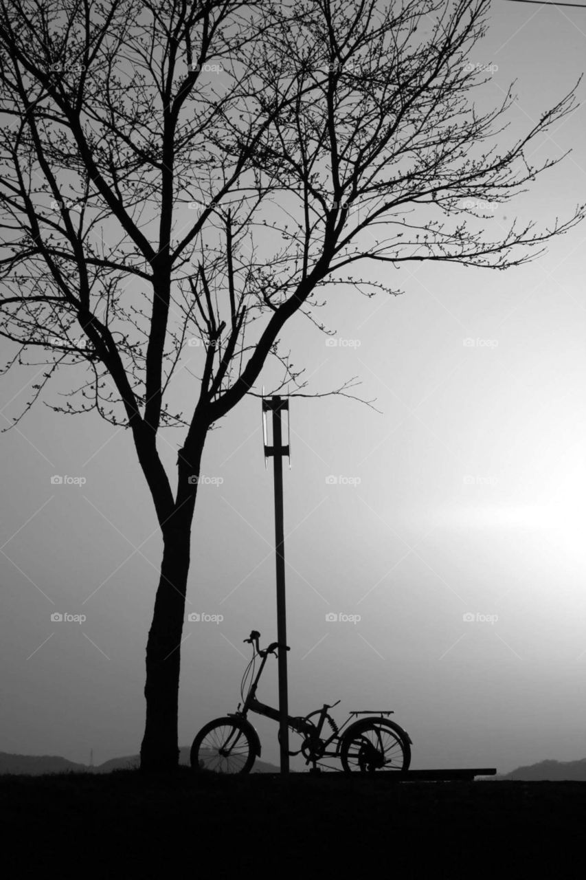 bicicleta árvore bike tree