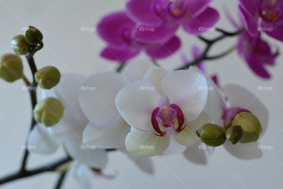 orchids flowers on a white background beautiful floral