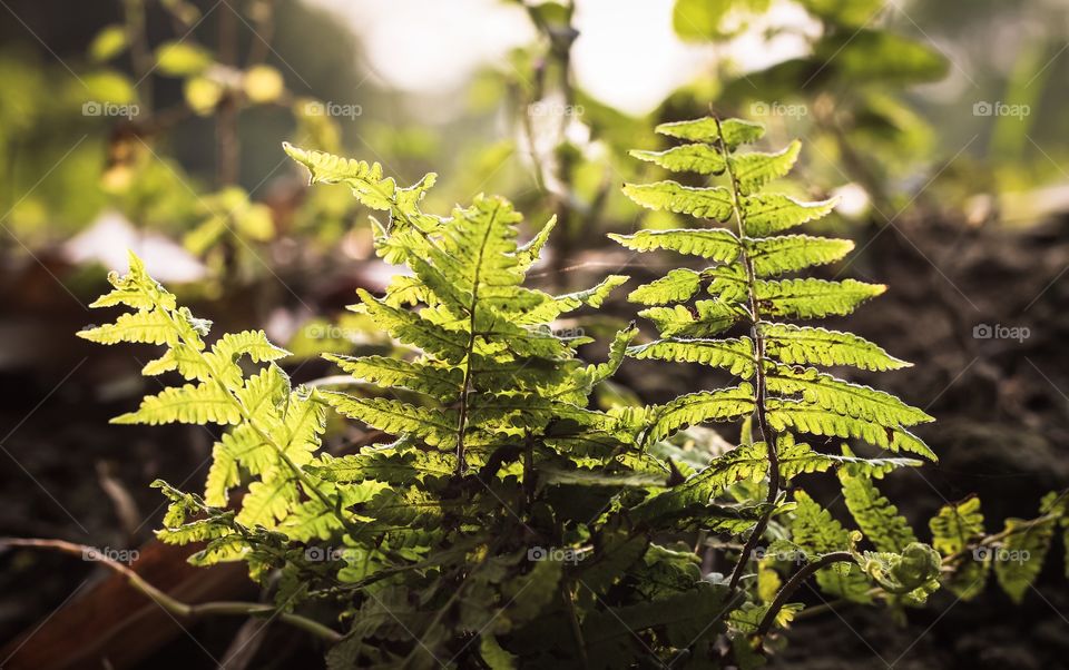 Green Leaf Glowing in Sunlight 