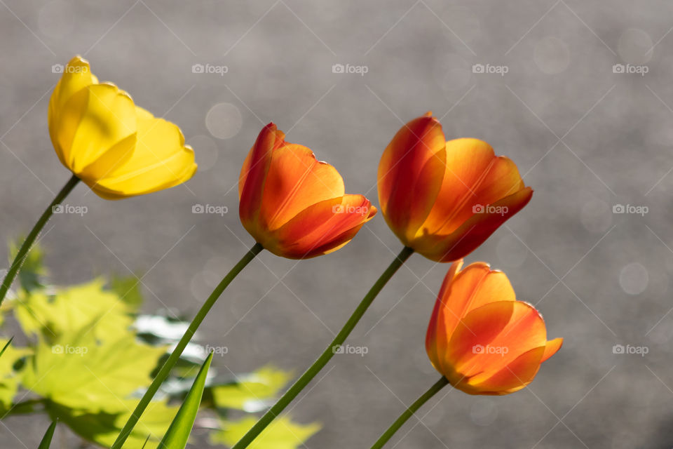 Bright yellow and red colored tulips in fair weather 