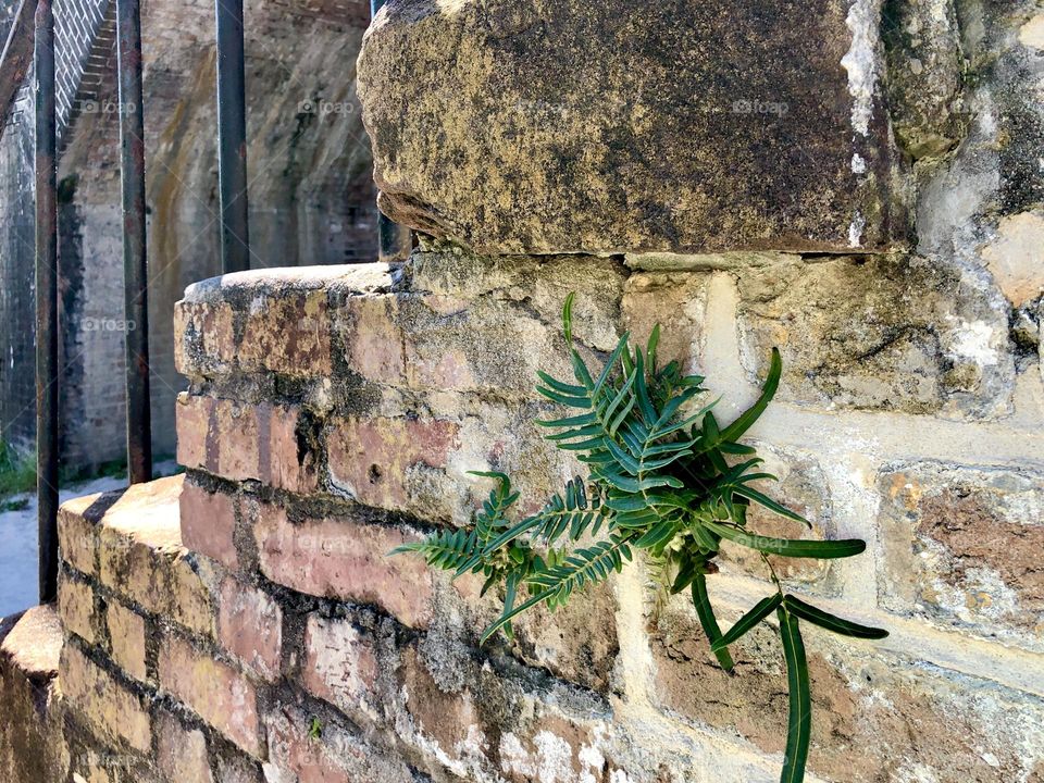 A small fern growing unexpectedly in the cracks of a very old weathered brick staircase. The vibrant green contrasts with the man made exterior.