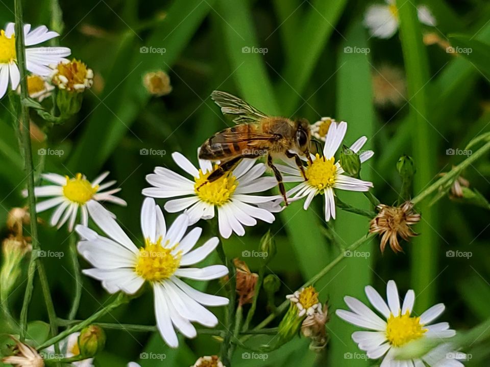 Bee pollinating wildflowers