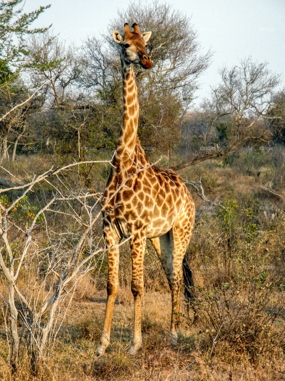 A giraffe in the golden hour 